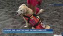 Palinuro, ecco come lavorano i cani da salvataggio in acqua