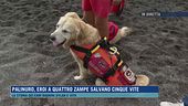 Palinuro, ecco come lavorano i cani da salvataggio in acqua