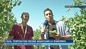 Pavia, temperature record minacciano la vendemmia