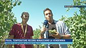 Pavia, temperature record minacciano la vendemmia
