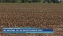 Nel bresciano, 30% del raccolto andato perso