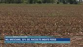 Nel bresciano, 30% del raccolto andato perso