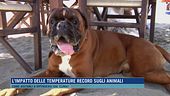 L'impatto delle temperature record sugli animali
