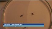 Che cos'è il virus West Nile?