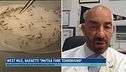 West Nile, Bassetti: "Inutile fare terrorismo"