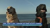 Kora, Fendy e Ludo, i labrador che hanno salvato 3 bambini