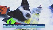 Eroi a 4 zampe, ecco chi sono i cani da soccorso