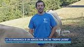 La testimonianza di un agricoltore che ha "troppo lavoro"