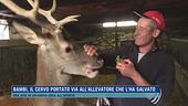 Bambi, il cervo portato via all'allevatore che l'ha salvato