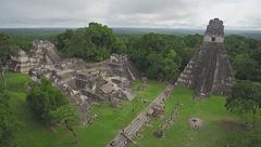 Meduse lacustri/rifugi nella foresta/fiore pericoloso