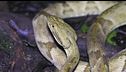 Rinoceronte macellato/auto nella giungla/isola dei serpenti/sepoltura amorevole