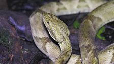 Rinoceronte macellato/auto nella giungla/isola dei serpenti/sepoltura amorevole