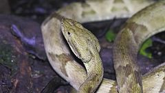 Rinoceronte macellato/auto nella giungla/isola dei serpenti/sepoltura amorevole