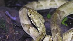 Rinoceronte macellato/auto nella giungla/isola dei serpenti/sepoltura amorevole