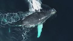 Ep. 1 - I giganti della Baja California