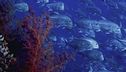 Ep. 2 - Le ultime sirene
