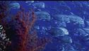 Ep. 2 - Le ultime sirene