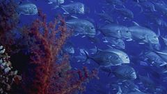 Ep. 2 - Le ultime sirene