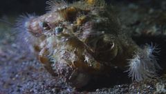 Ep. 4 - Angeli delle Canarie