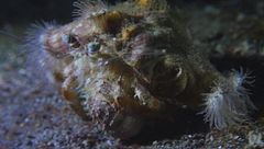 Ep. 4 - Angeli delle Canarie