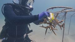 Ep. 5 - Oasi artificiali