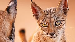 Ep. 2 - La chiamano "el invisible"