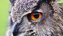 Ep. 3 - Gufi e pipistrelli