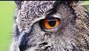 Ep. 3 - Gufi e pipistrelli