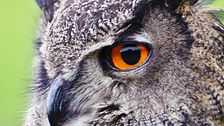 Ep. 3 - Gufi e pipistrelli