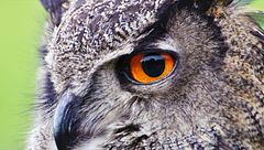 Ep. 3 - Gufi e pipistrelli