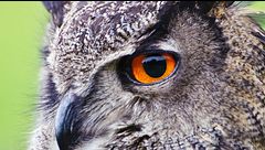 Ep. 3 - Gufi e pipistrelli