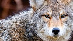 Ep. 4 - Uomo, orso e lupo