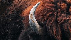 Ep. 5 - Il mio amico zimbrul