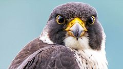 Ep. 6 - Contro il bracconaggio