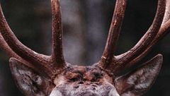 Ep. 7 - Suoni nella notte