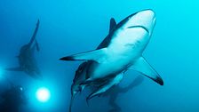 Ep. 8 - Chi ha paura degli squali?