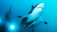 Ep. 8 - Chi ha paura degli squali?