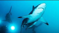 Ep. 8 - Chi ha paura degli squali?