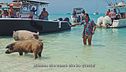 Pig Island: l'isola dei maiali