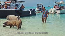 Pig Island: l'isola dei maiali