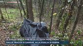 Il giallo senza fine di Lilly, cosa non torna