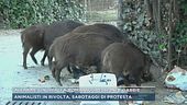 Allarme cinghiali a Roma, aggressioni e gabbie