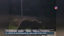 Abruzzo, per Natale torna l'orso Juan Carrito