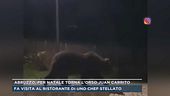 Abruzzo, per Natale torna l'orso Juan Carrito