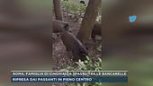 Roma, famiglia di cinghiali a spasso tra le bancarelle