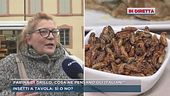 Farina di grillo, cosa ne pensano gli italiani?