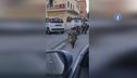 Invasione di animali, giungla nelle città