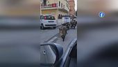 Invasione di animali, giungla nelle città