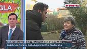 Mirafiori, gli scoiattoli invadono le strade