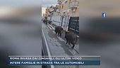 Roma invasa dai cinghiali, gli ultimi video